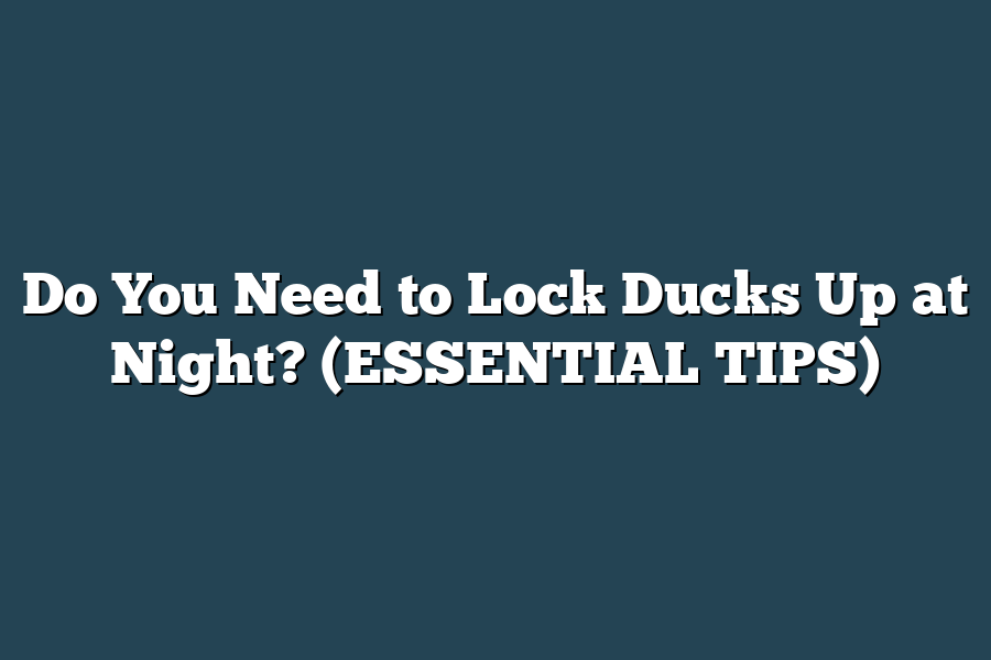 Do You Need to Lock Ducks Up at Night? (ESSENTIAL TIPS)