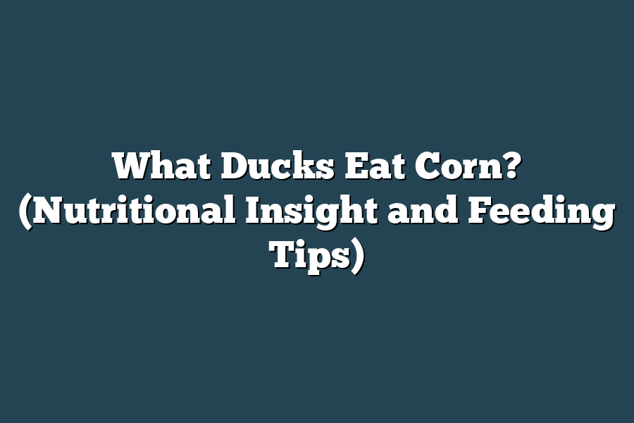 What Ducks Eat Corn? (Nutritional Insight and Feeding Tips)