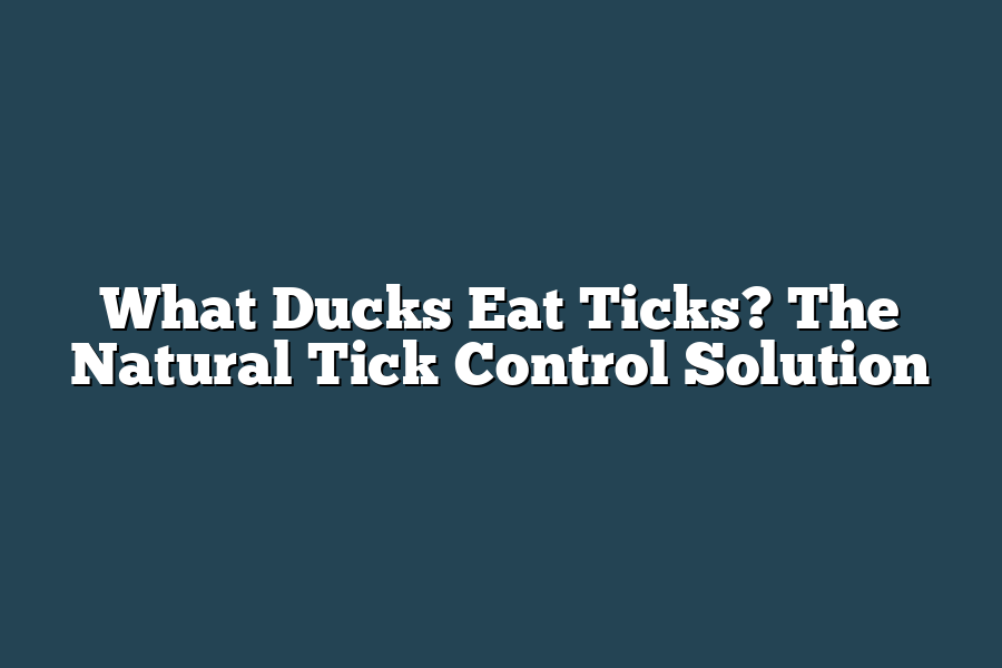 What Ducks Eat Ticks? The Natural Tick Control Solution