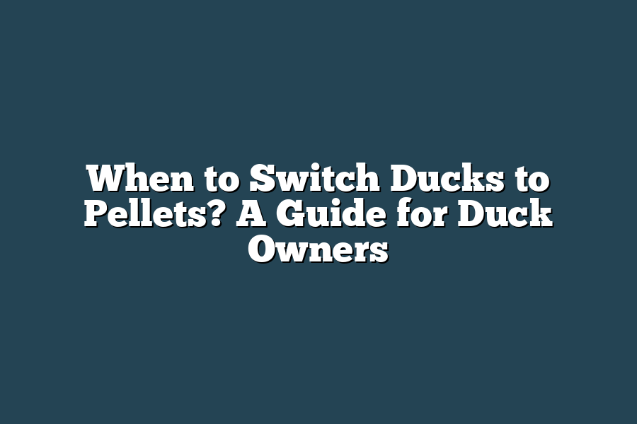 When to Switch Ducks to Pellets? A Guide for Duck Owners